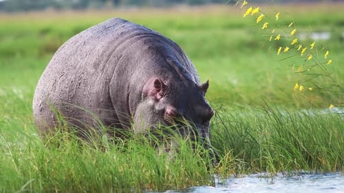 A Hippo Eats Grass Along the Zambezi River in Chobe National Park in Botswana, Africa.
