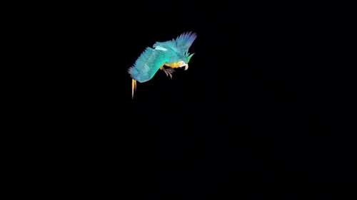 Realistic Flying Parrot Animation with Vibrant Blue and Yellow Feathers