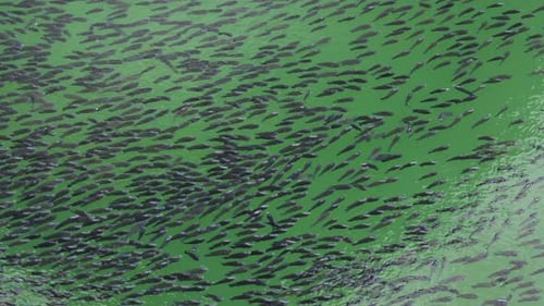 small fish many at water surface at pond at day from flat angle