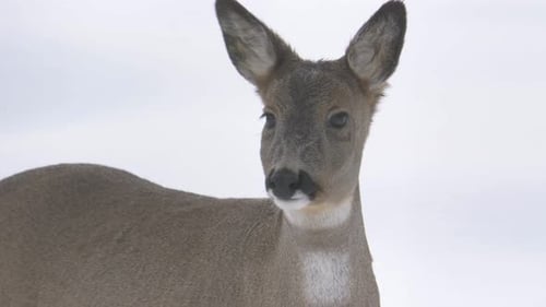 Young white-tailed Bambi deer meekly lost in the snowed landscape - Portrait close-up shot