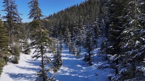 Beautiful winter landscape with snow-covered larch trees, aerial view of a winter snow-covered pine