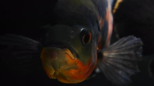 Aquarienfische schauen eine Gruppe von Buntbarschen direkt in die Kamera