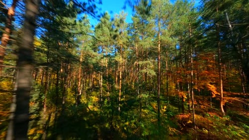 FPV Flight Through Autumn Forest