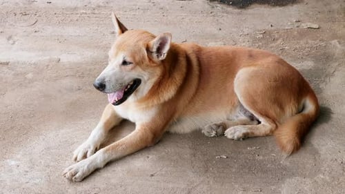 The dog is lying on the floor on a hot day. Sleeping dog watching the house.