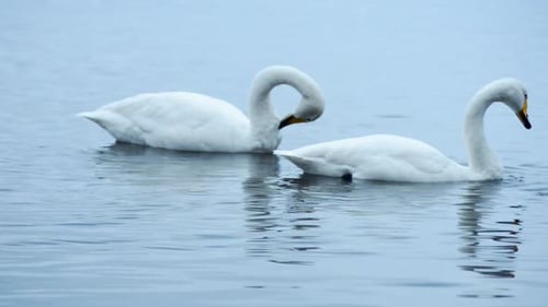dois cisnes nadando na superfície de um lago em um clima de neblina