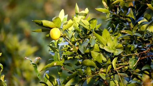Nahaufnahme von frischen Mandarinen, die auf einem Baum in einem sonnigen Garten wachsen.