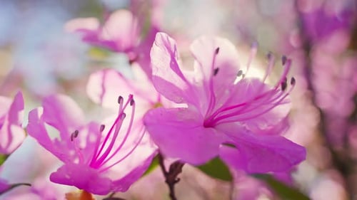 Close Up of Tree With Pink Flowers