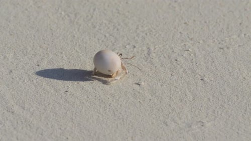A hermit crab with a white shell, making its way across the sandy beach.