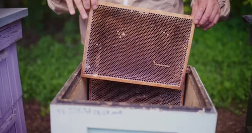 Beekeeper Inserts Frames Into the Hive in the Apiary