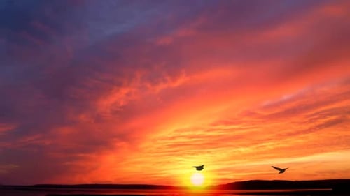 Travelling Birds