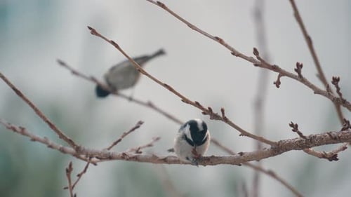 Passerine Birds Coal Tit Perched On Leafless Twigs In South Korea. Periparus Ater. selective focus