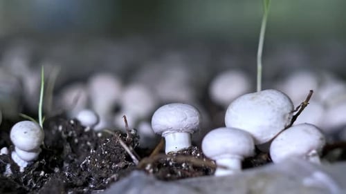 Fresh Mushrooms Growing in Soil, Close Up