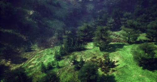 Lush Green Hillside with Dense Trees and Varied Vegetation Under Soft Daylight