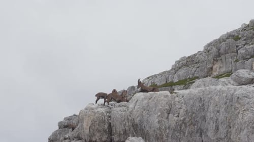 A Herd of Alpine Ibex Grazing on the Limestone Cliffs High Up in the Alps