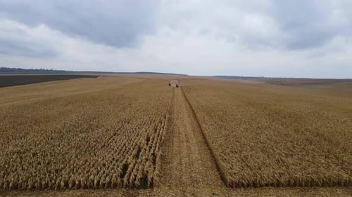 Luftaufnahme des Maisfelderntekonzepts