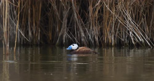White-Faced Whistling Duck Floating in Calm Waters