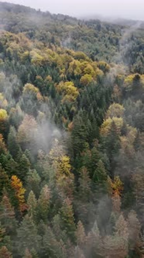 Misty Atmospheric Drone Shot of a Vast Forest Canopy with Yellow and Orange Fall Colors Blending