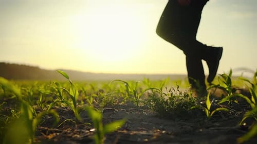 A farmer, holding a tablet in his hands, walks through a corn field. His farm is located among the