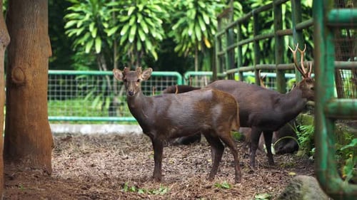 Peaceful Deer Grazing in Forest Enclosure