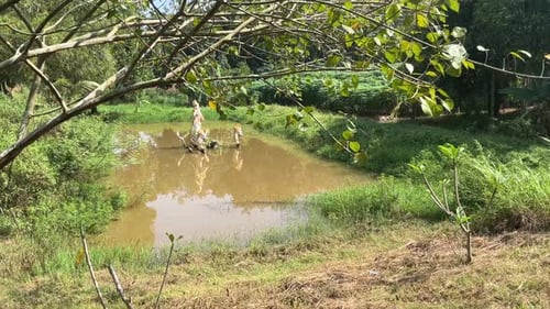 Tranquil Pond Surrounded by Lush Vegetation