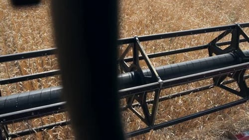 Wheat Harvest