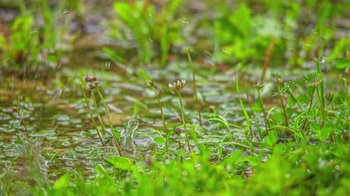 Raindrops splash in a puddle in the grass - isolated close up time lapse