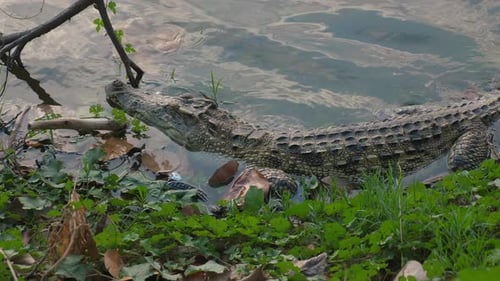 Crocodile Resting at Water's Edge Among Green Vegetation and Fallen