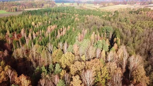 Overhead Top View of Colorful Trees in Autumn. Aerial Drone Footage of Colorful Autumn Forest.