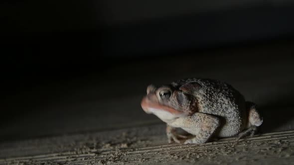 Slow motion of a southern toad swallowing and then puffing up it's body ...