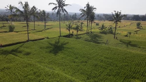Unripe Green Rice Fields And Palm Trees In The Countryside. - aerial