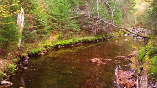 A serene forest stream flows gently through moss-covered rocks and trees