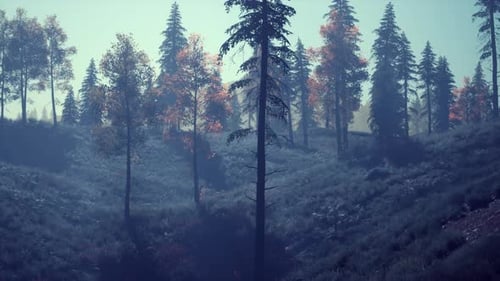 Evergreen Fir Trees with Cones Peaks of French Alps Mountains