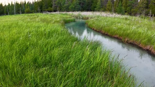 Aerial drone view of a calm stream winding through lush green marshland with dense grasses and