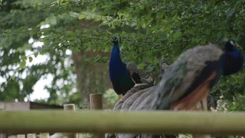 Wildlife Scene Of Common Peafowl Birds Resting On A Bamboo Timber Fence. Selective Focus Shot
