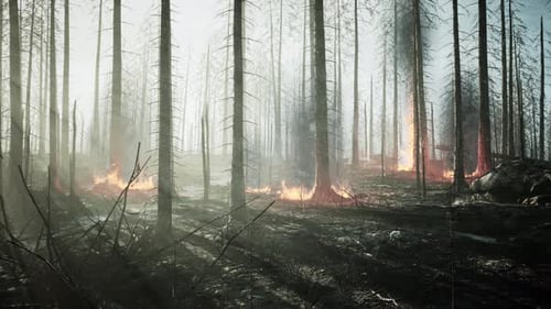 Forest Fire with Fallen Tree is Burned to the Ground