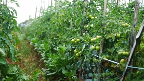 tomato vegetables