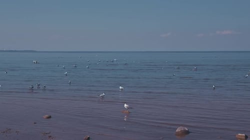 Calm Sea and Seagulls On The Water