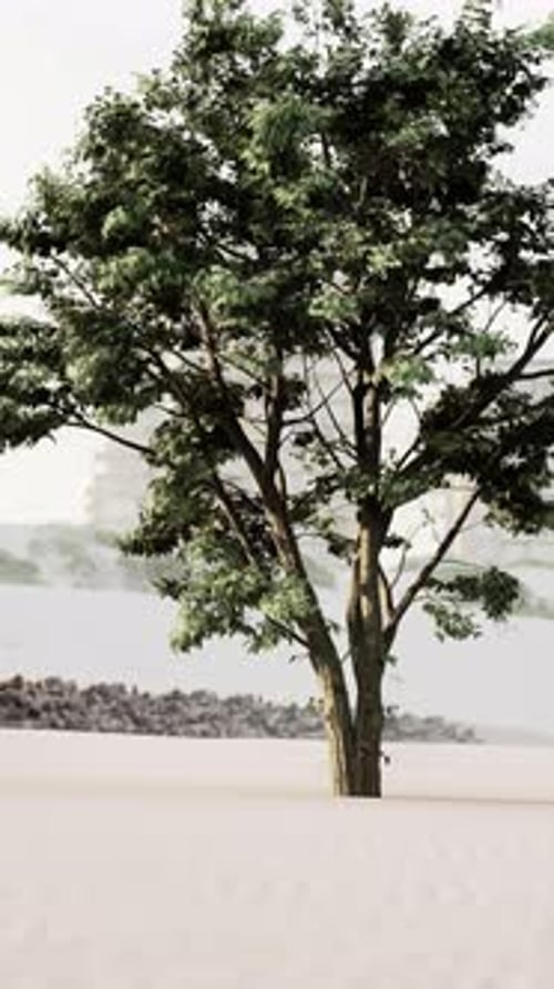 Lone Tree Standing in Sandy Terrain