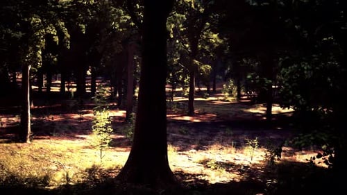 The Sun Shining Through the Trees in a Beautiful Woodland Scene