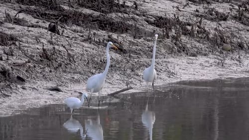 White Egrets Stand in the Water on Shore
