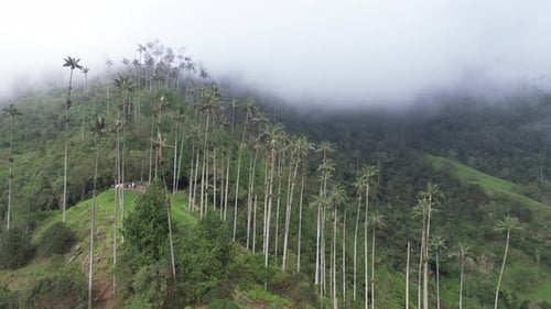 Expansive green hills and valleys in Cocora Valley dotted with towering wax palms