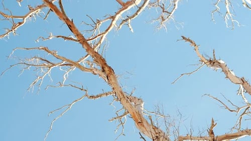 Bare Branches Reaching to Blue Sky