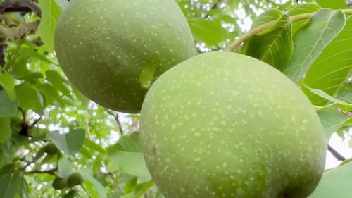 Kleine Walnüsse auf dem Walnussbaum in der Ukraine