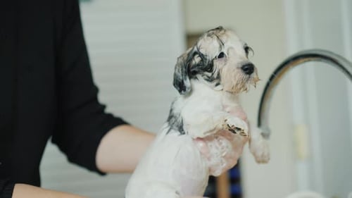 Puppy Gets a Bath in a White Sink