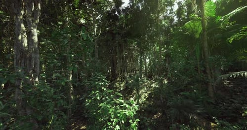 Dense Woodland Scene with Narrow Trail and Twisting Vines Shadows