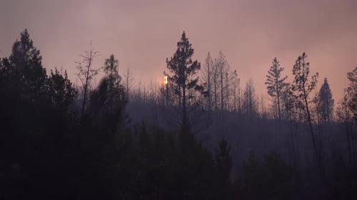 large forest fire burns brush and trees