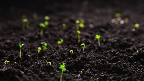 Seedlings Emerging from Soil in Time Lapse