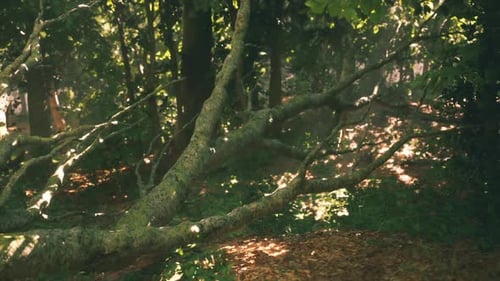 A Fallen Tree Branch Covered in Moss in a Serene Forest During Daylight