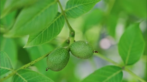 Nahaufnahme einer grünen griechischen Walnuss, umgeben von Blättern an einem Baum