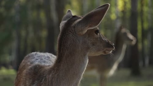 Close Up of Deer in Forest Sunlight